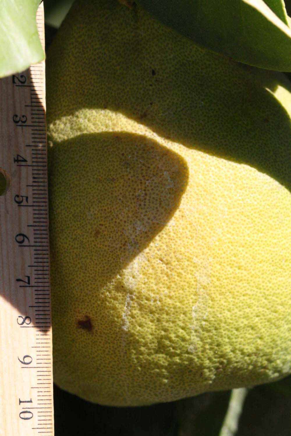            Fruit (Riverside, CA)   